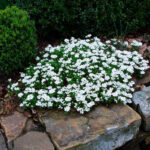 Iberis Sempervirens (Evergreen Candytuft)