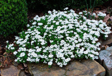 Iberis Sempervirens (Evergreen Candytuft)