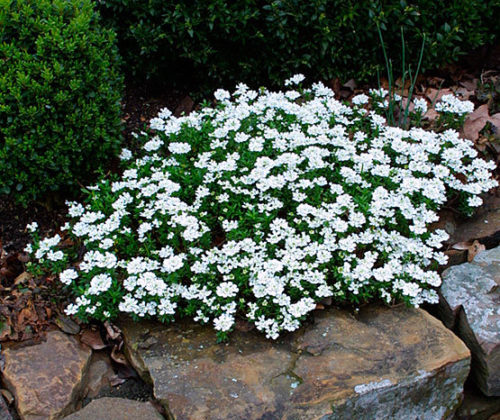 Iberis Sempervirens (Evergreen Candytuft)