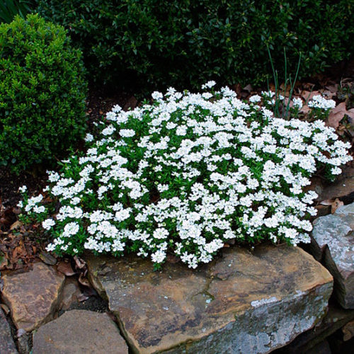 Iberis Sempervirens (Evergreen Candytuft)