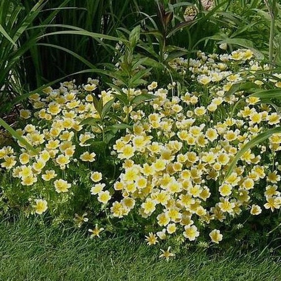 Poached Egg Plant Limnanthes Douglasii: Garden Wonder!