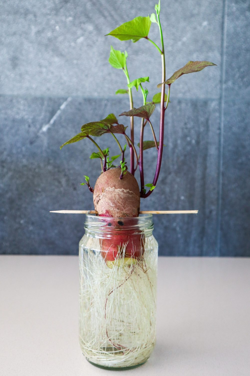 Growing Sweet Potatoes From Plants: Yield Secrets Unveiled