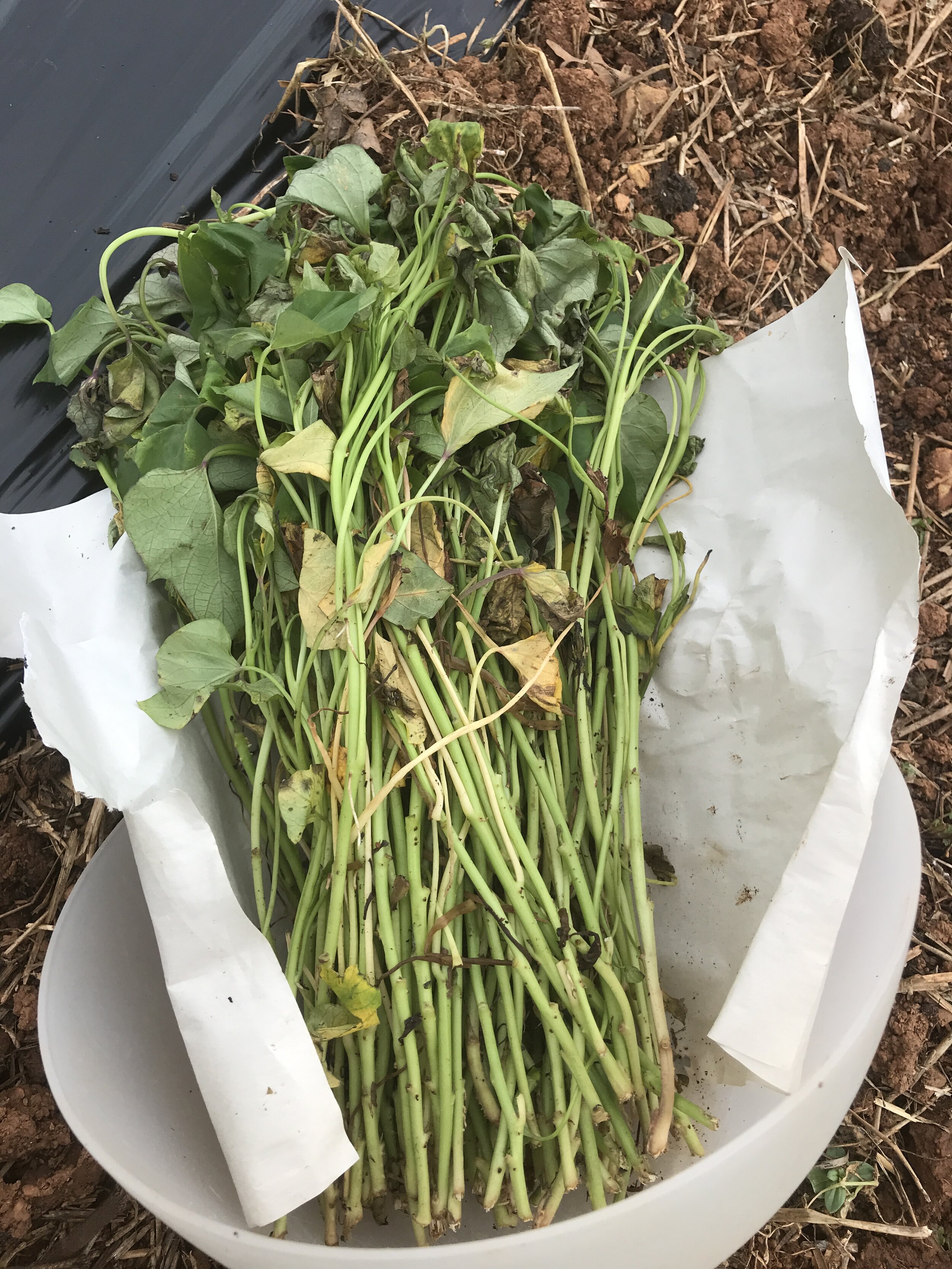 How To Plant Sweet Potatoes Plants: Grow Abundance!
