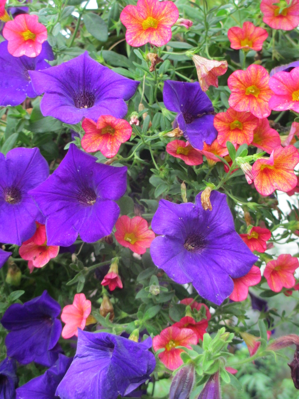 Do Perennials Come Back Every Year?: Perennial Power Blooms