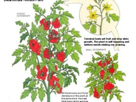 Indeterminate Vs Determinate Tomato Plants