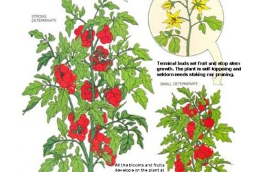 Indeterminate Vs Determinate Tomato Plants