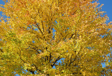 Katsura Tree Cercidiphyllum Japonicum