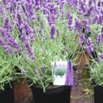 Lavender Plants Growing Conditions Thrive With These Tips