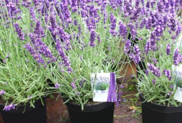 Lavender Plants Growing Conditions Thrive With These Tips