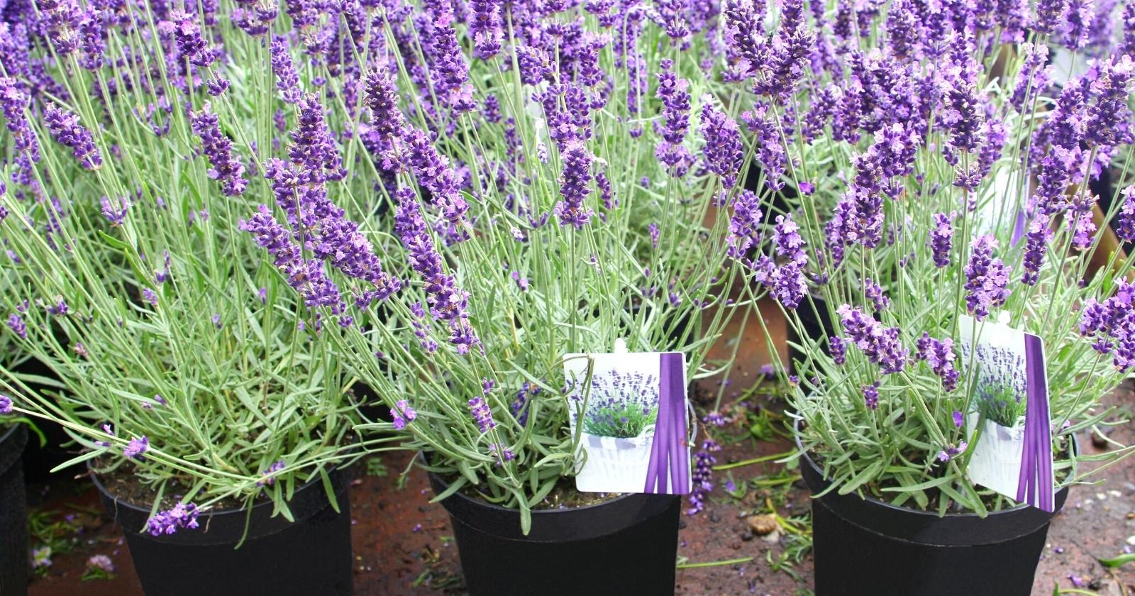Lavender Plants Growing Conditions Thrive With These Tips