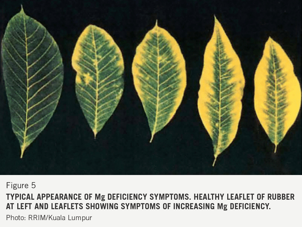 Deficiency Of Magnesium In Plants: Growth Alert!