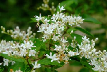 Ligustrum Vulgare (Common Privet)