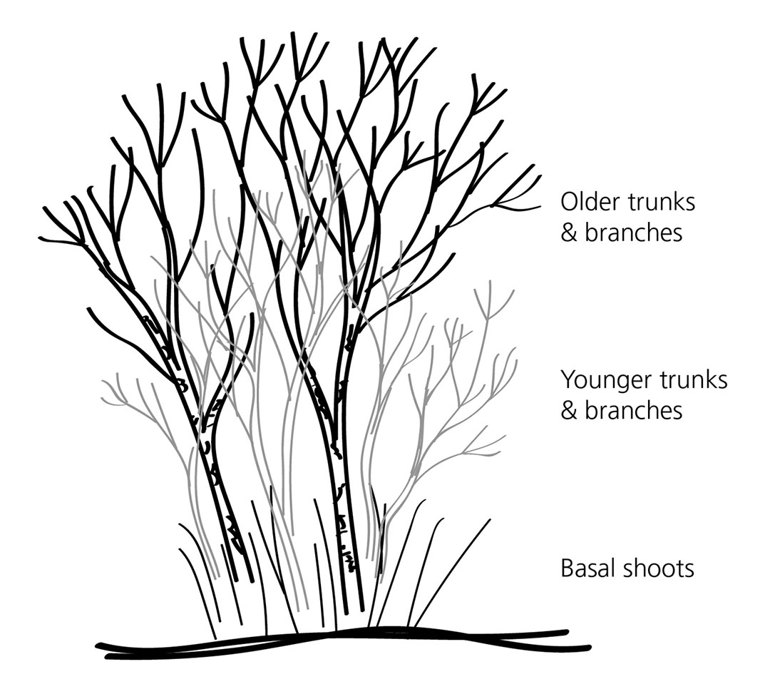 How Do I Prune A Lilac Bush: Essential Tips For Vibrant Blooms