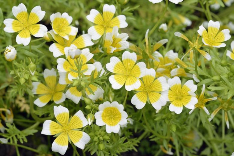 Poached Egg Plant Limnanthes Douglasii: Garden Wonder!