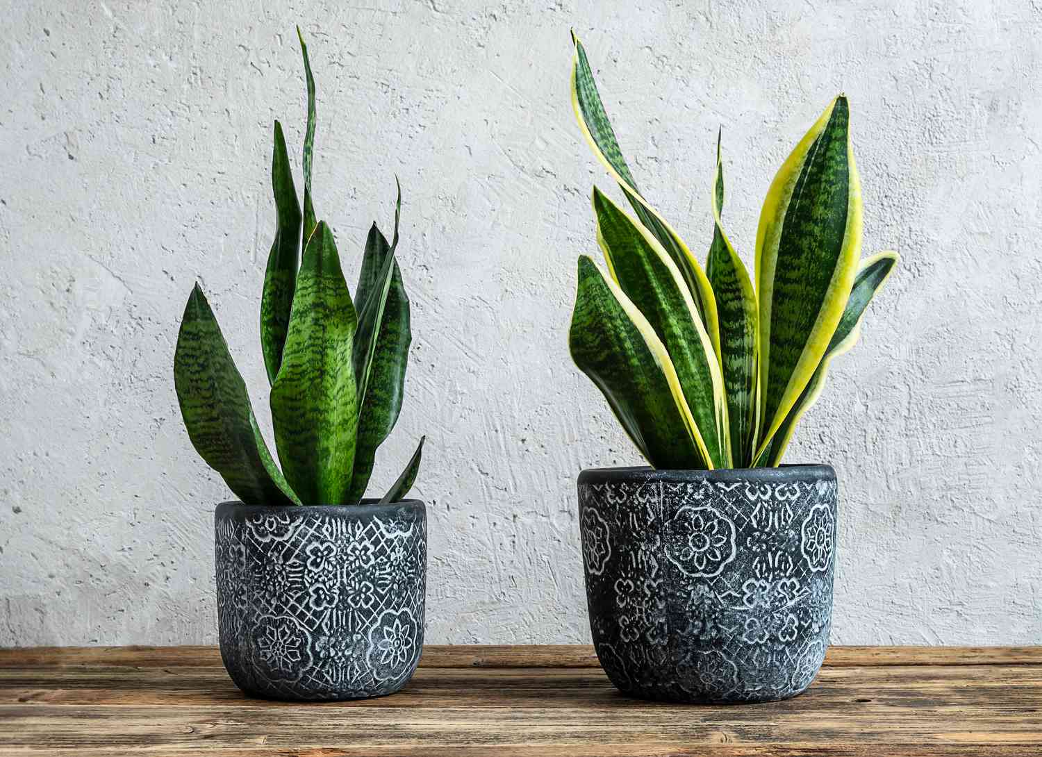 Best Indoor House Plants Low Light: Lush Oasis Secrets