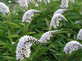 Lysimachia Clethroides (Gooseneck Loosestrife)