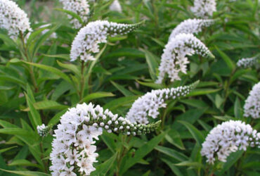 Lysimachia Clethroides (Gooseneck Loosestrife)