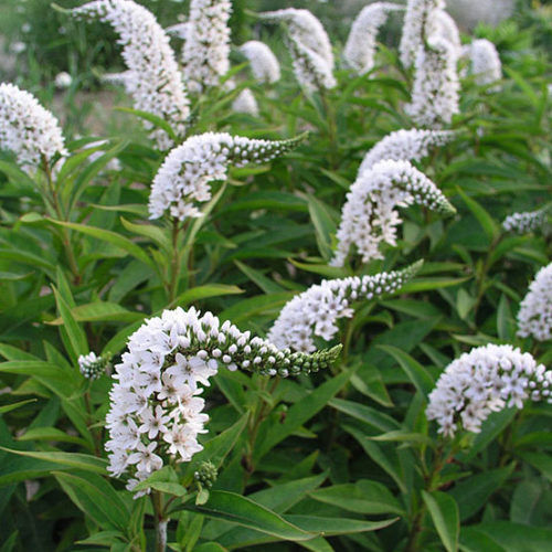 Lysimachia Clethroides (Gooseneck Loosestrife)