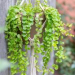 Lysimachia - Creeping Jenny: Plant Care &Amp; Growing Guide