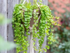 Lysimachia - Creeping Jenny: Plant Care &Amp; Growing Guide