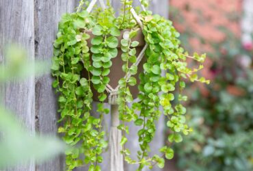 Lysimachia - Creeping Jenny: Plant Care &Amp; Growing Guide