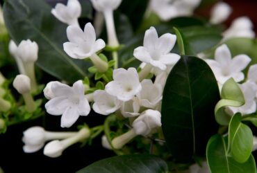 Madagascar Jasmine Stephanotis Floribunda