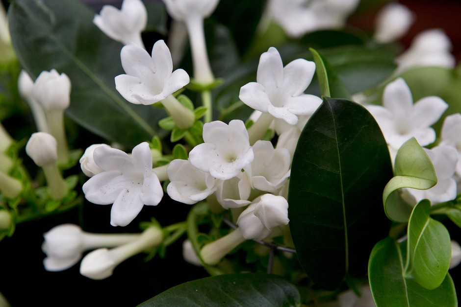 Madagascar Jasmine Stephanotis Floribunda