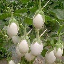 Why Is An Eggplant Called An Eggplant?: Unveiling Origins