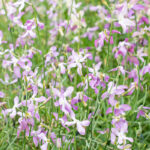 Matthiola Bicornis Night Scented Stock
