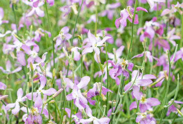 Matthiola Bicornis Night Scented Stock