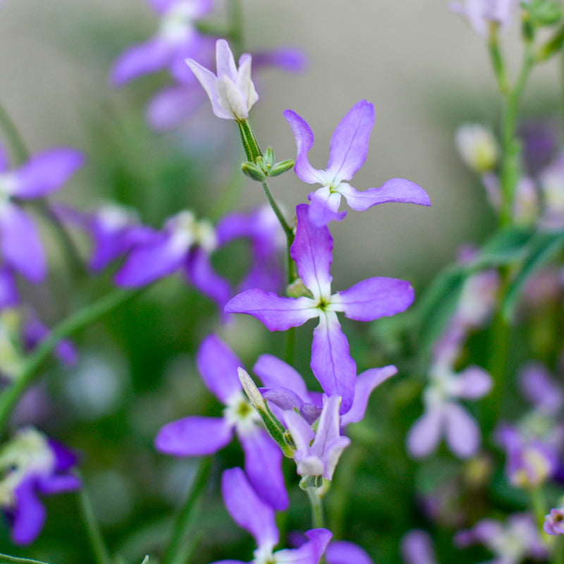 Matthiola Bicornis Night Scented Stock: Ultimate Garden Fragrance