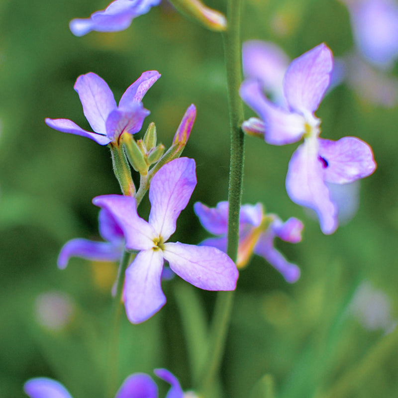 Matthiola Bicornis Night Scented Stock: Ultimate Garden Fragrance
