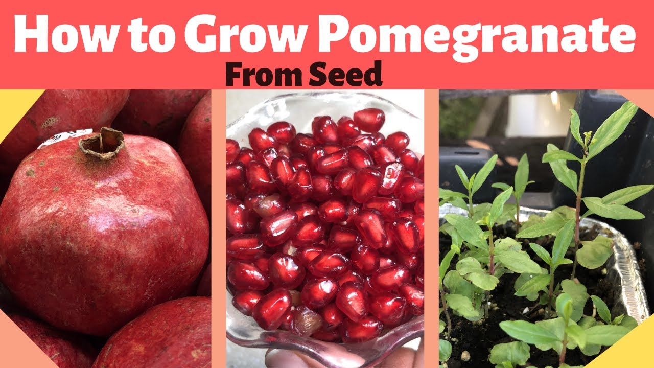 How To Grow Pomegranate Plant From Seed: Easy Tips!