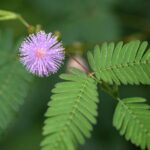 Mimosa Pudica The Sensitive Plant