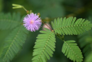 Mimosa Pudica The Sensitive Plant