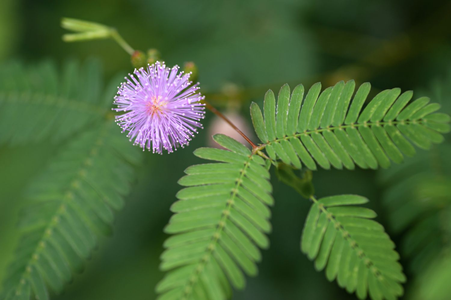 Mimosa Pudica The Sensitive Plant