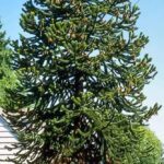Monkey Puzzle Tree Araucaria Araucana