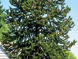 Monkey Puzzle Tree Araucaria Araucana