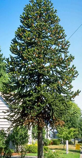 Monkey Puzzle Tree Araucaria Araucana