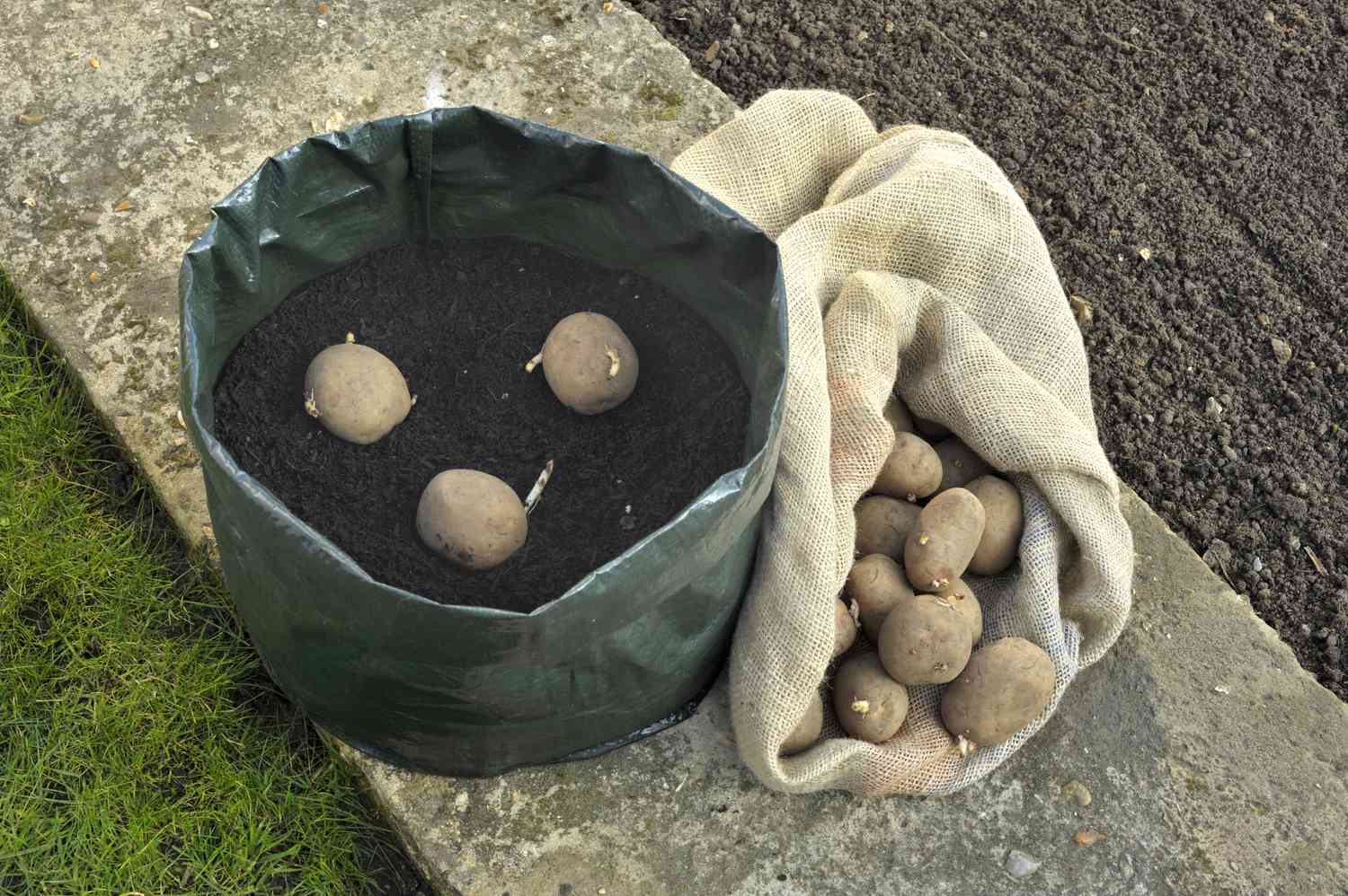 How To Grow Potatoes In A Container: Easy Steps & Tips