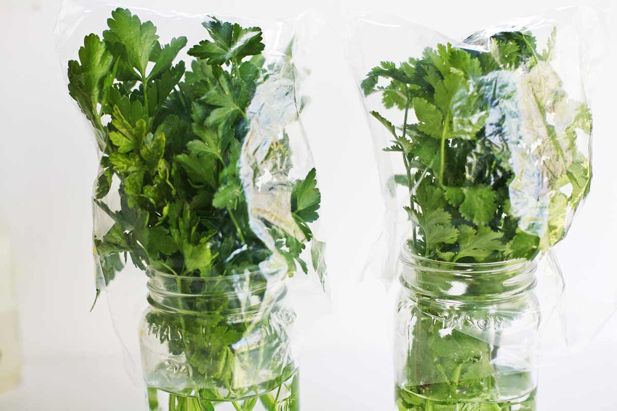 How To Keep Cilantro Fresh Longer: Expert Tips Unveiled