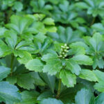 Pachysandra Terminalis (Japanese Spurge)