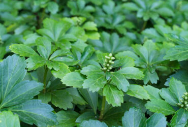 Pachysandra Terminalis (Japanese Spurge)