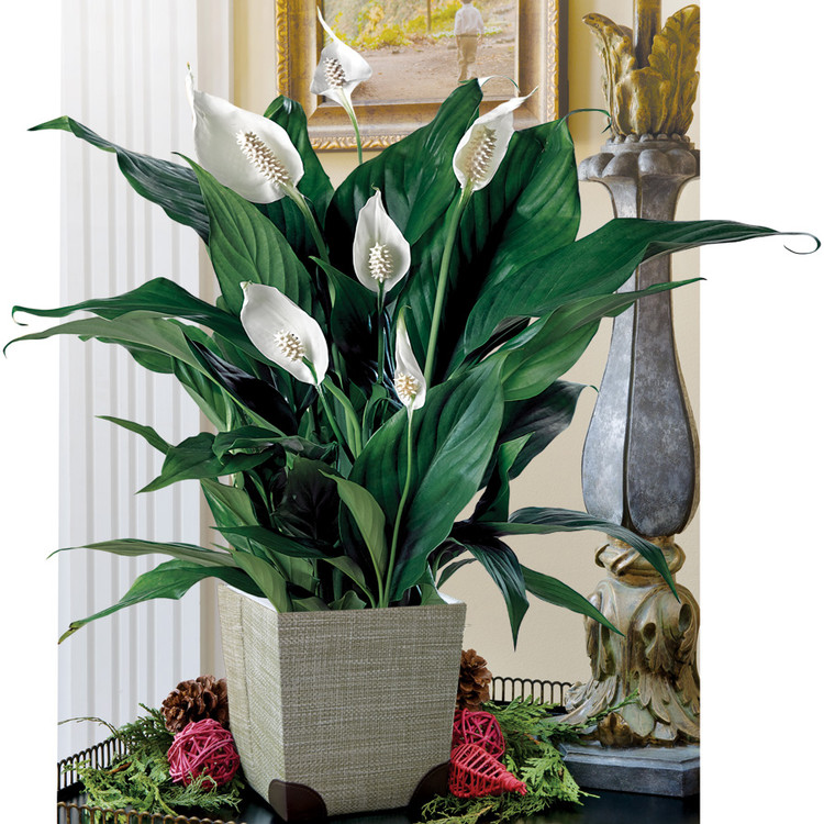 How Do You Care For Peace Lily Plant: Expert Tips Unveiled