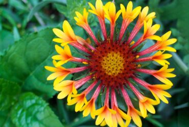 Perennial Plants That Bloom All Summer