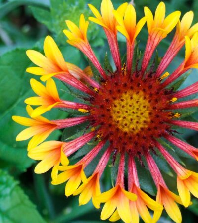 Perennials Flowers Bloom All Summer