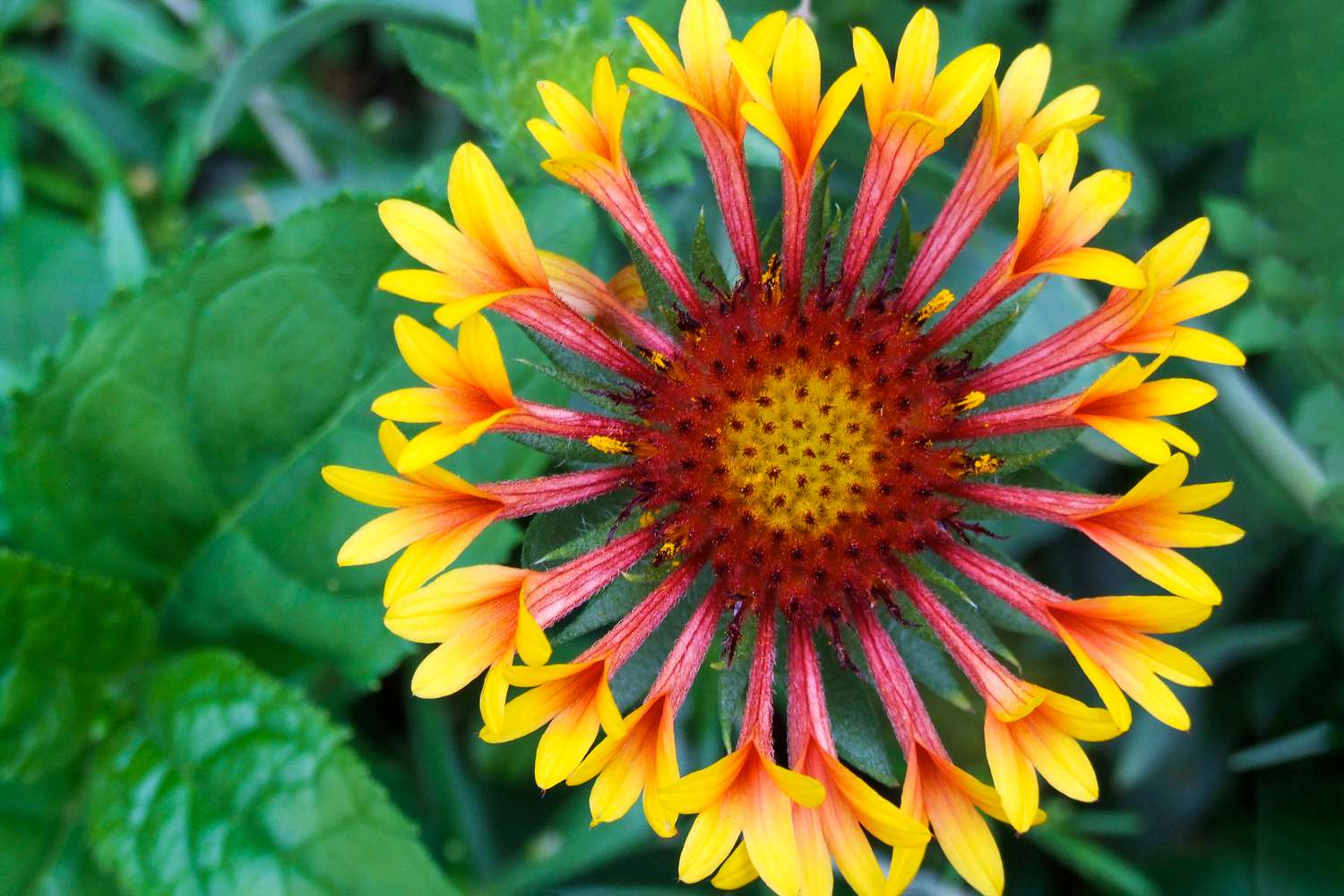 Perennials Flowers Bloom All Summer