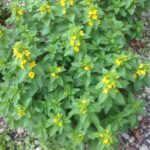 Plant With Yellow Flowers Identification