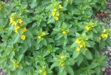 Plant With Yellow Flowers Identification