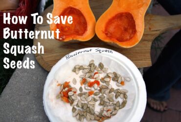 Planting Butternut Squash From Seed